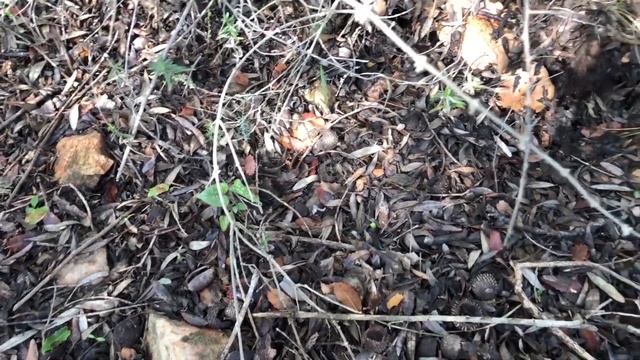 Карамультук ТВ: грибы, Джерус смотреть онлайн