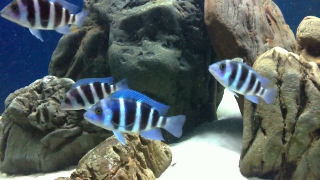 Cyphotilapia gibberosa Moba смотреть онлайн