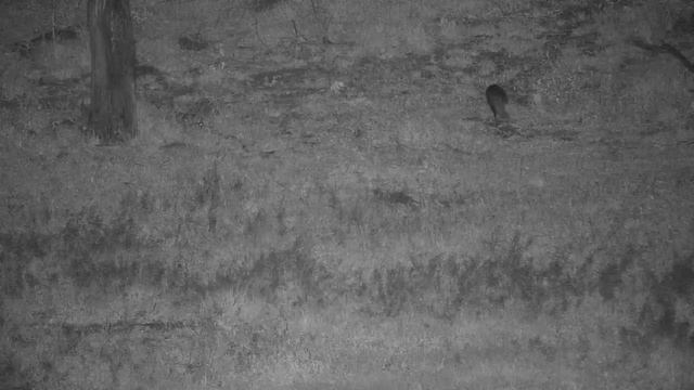 Djuma: White-tailed Mongoose - 20:03 - 12/10/20 смотреть онлайн