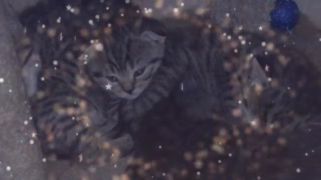 Успокаивающее Мурлыканье/If You Love Cats😻 смотреть онлайн