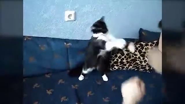 КОШАЧИЙ БОКС и не только! смотреть онлайн