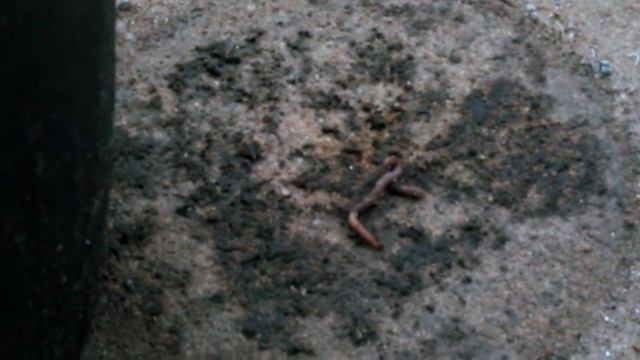 Monomorium Ants Attack an Earth Worm смотреть онлайн