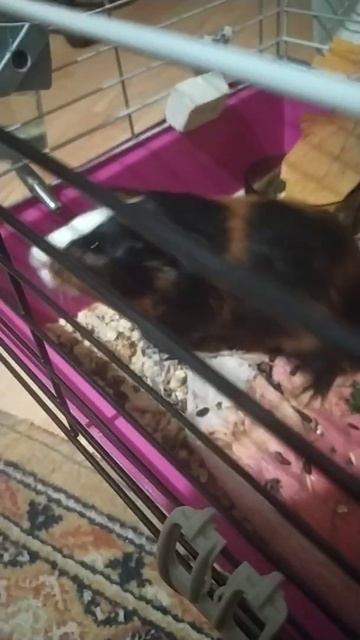 морская свинка пищит смотреть онлайн