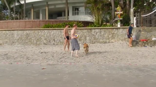 собака хочет поиграть в волейбол смотреть онлайн