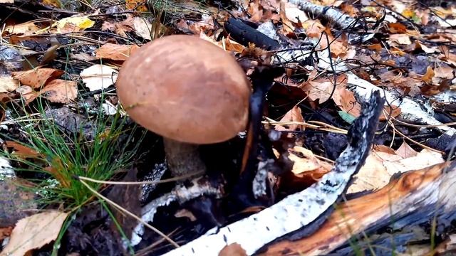 Осенняя грибалка.