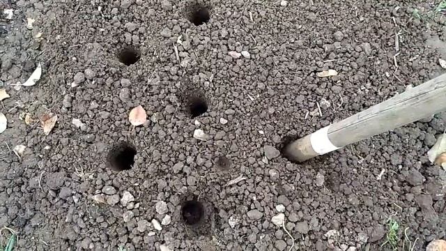 БЫСТРЫЙ И УДОБНЫЙ СПОСОБ ПОСАДКИ ЧЕСНОКА. смотреть онлайн