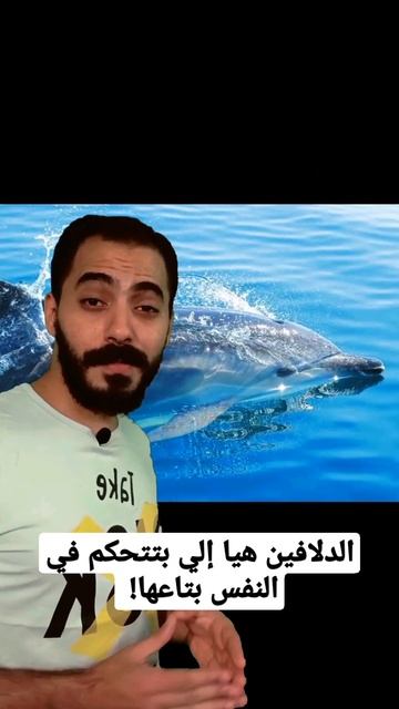 الدلافين هيا إلي بتتحكم في النفس بتاعها؟! смотреть онлайн