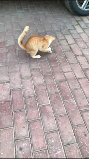 Отдам рыжего котика в добрые руки смотреть онлайн