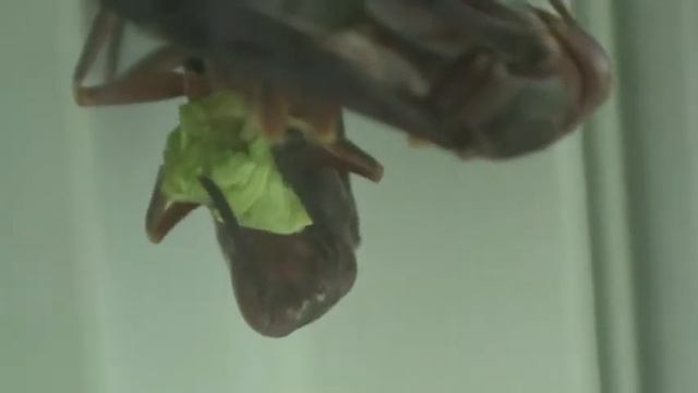 Paper wasp nest with two queens смотреть онлайн