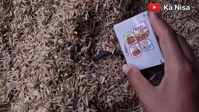 Hunting pisang,jagung, mobil molen, ban mobil |@conten.creator смотреть онлайн