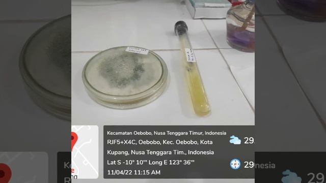 Trichoderma Harzianum Spesifik Lolasi Kupang-NTT