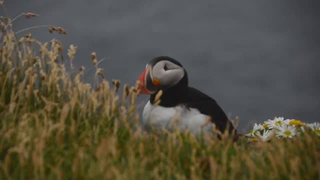 Исландия-6. Тупики на Латрабьярге смотреть онлайн