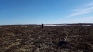 Охота на гуся ЯМАЛ