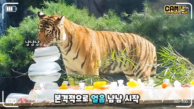 (SUB) 한 여름의 얼음 파티🎈 아기호랑이들이 폭염을 이겨내는 방법🧊│에버랜드 타이거밸리 (Everland Tiger Valley) смотреть онлайн