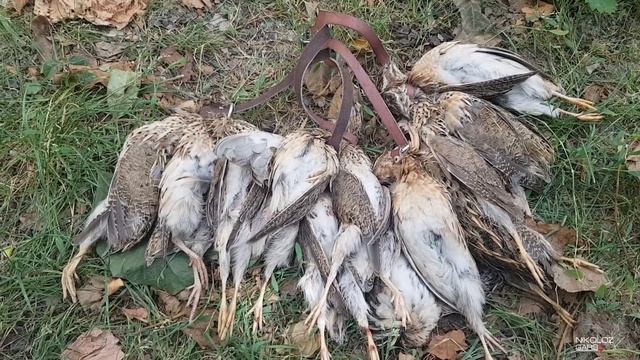 მწყერზე ნადირობა смотреть онлайн