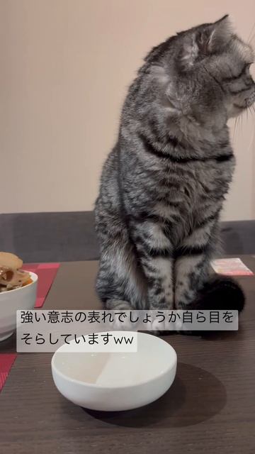 サバを目の前にしたサバトラ　スコティッシュの猫がかわいい смотреть онлайн