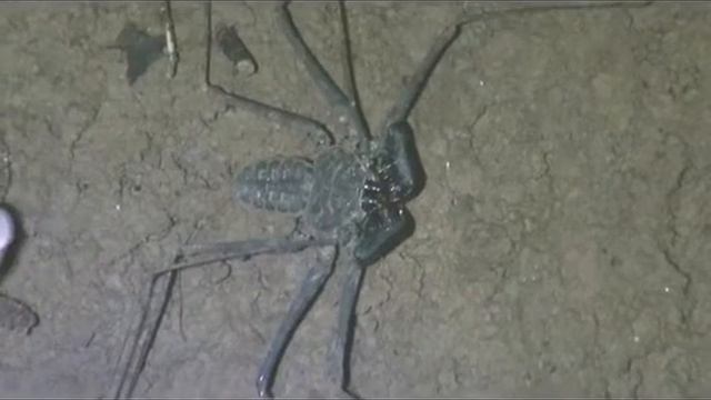 Whip spider (amblypygid) runs off смотреть онлайн