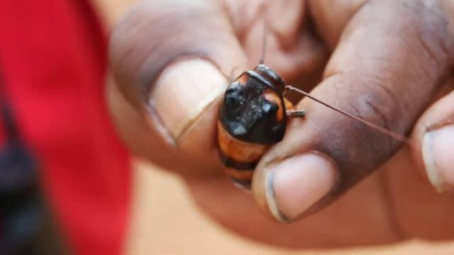 Madagascar hissing cockroach, Gromphadorhina portentosa смотреть онлайн