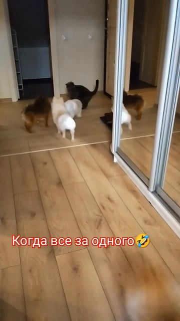 Когда один на один, ну типа мимо проходил 🤣 #кот, #собаки, #животные смотреть онлайн
