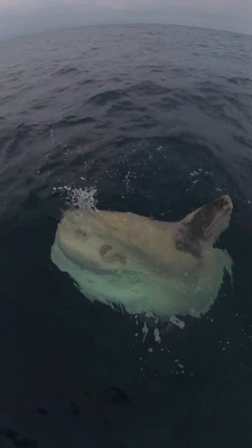 Giant Mola Mola Sunfish! #shorts #molamola #sunfish смотреть онлайн