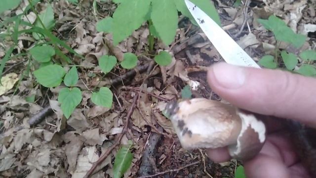 Первая картошка и первые грибы. смотреть онлайн