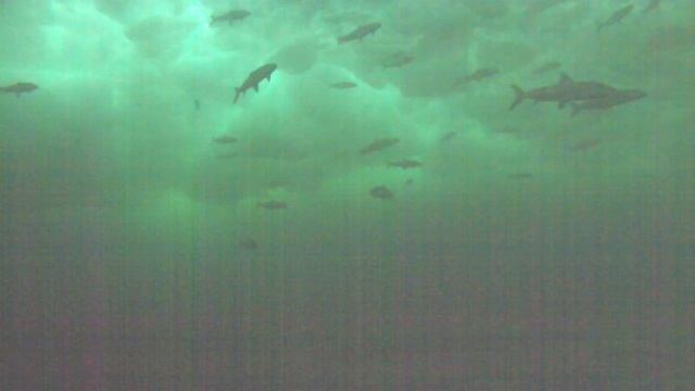 School of Lake Michigan Whitefish under the ice footage смотреть онлайн
