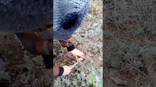 Пошла по грибы