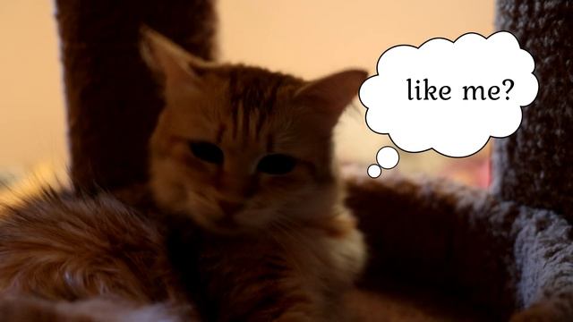 Kittens & mom \Кошачий мир смотреть онлайн