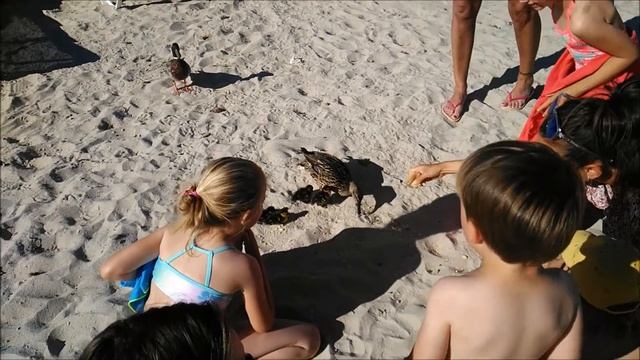 "Утки Попрошайки 2" или "Пляжный молодняк!" смотреть онлайн