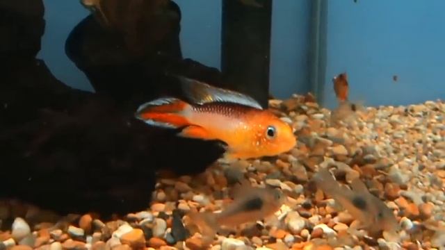 Apistogramma Agassizi 'Flame Red' at Tyne Valley Aquatics (near Newcastle) смотреть онлайн