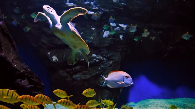 Best 4K HDR Aquarium - Perfect for relax Screensaver - Sequence 13 [1 Hour] смотреть онлайн