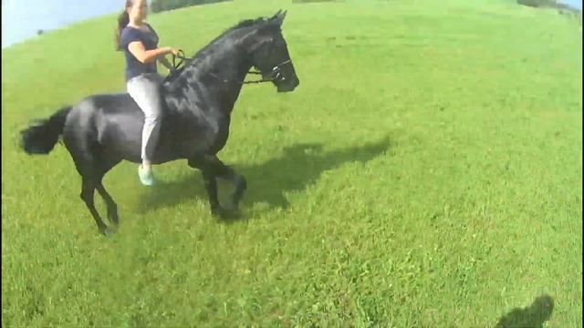 Прогулка на лошадях(легкая версия) смотреть онлайн