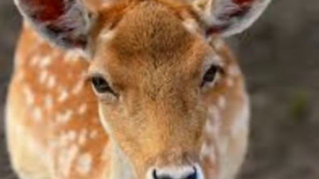 Мини песня про братьев наших меньших.