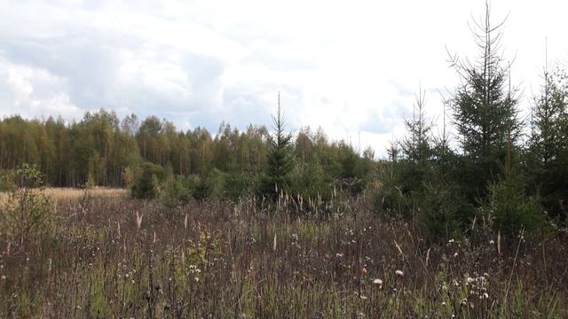 Ильинка.  За рыжиками.