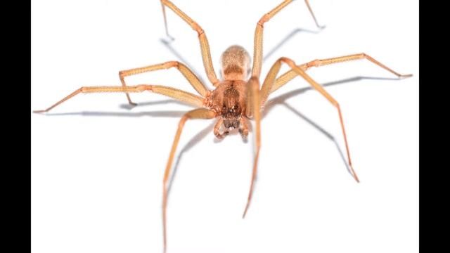 TOP 10 DEADLIEST SPIDERS IN THE WORLD смотреть онлайн