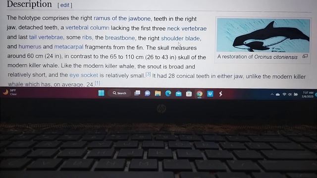 Cenozoic profile Orcinus citoniensis смотреть онлайн