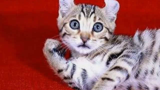 highlander cats breeders смотреть онлайн