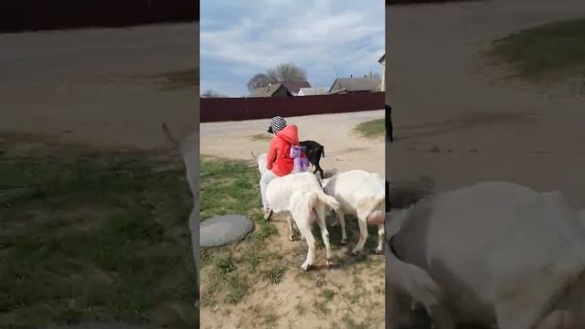 VID 20210505 154629 Алина и козел Боня смотреть онлайн