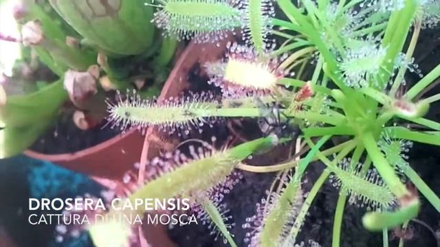 Piante Carnivore Drosere Capensis смотреть онлайн