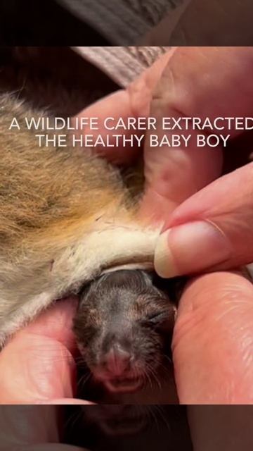 Rescue of a baby ringtail possum смотреть онлайн