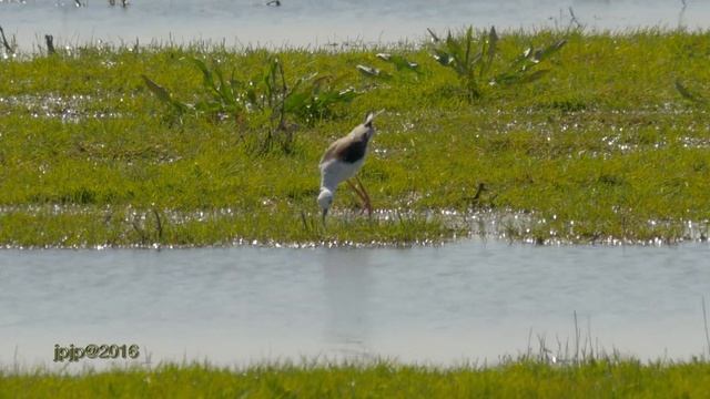 Black-winged Stilt - Himantopus himantopus - Steltkluut смотреть онлайн