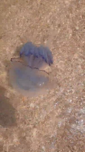 Медуза Азовское море, Голубицкая смотреть онлайн