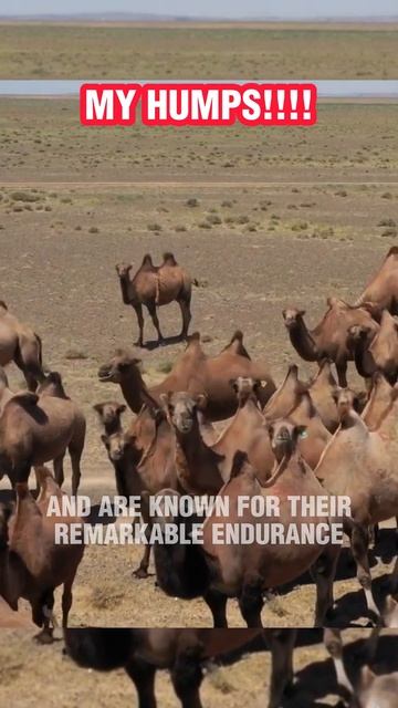 The Fascinating Bactrian Camel | #shorts #cute смотреть онлайн