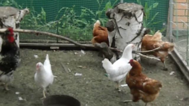 Куриное регби 2 смотреть онлайн