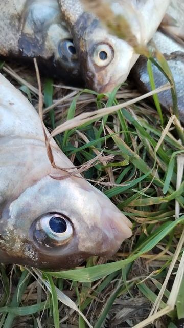 Рыбы умеют говорить