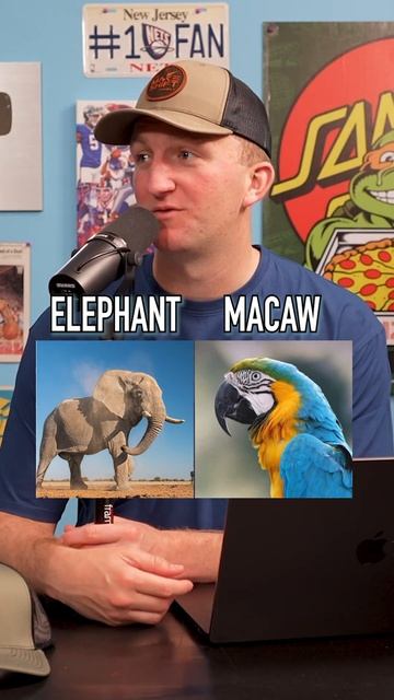Which Animal Can Live Longer?! These Are Crazy! #shorts #animal #elephant #shark #fish #life смотреть онлайн