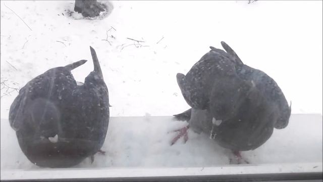 Дал голубиного леща/Pigeon cuff смотреть онлайн