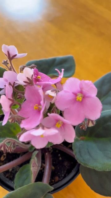 可爱的紫罗兰花 #garden #gardening #home #plant #flowergarden смотреть онлайн