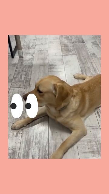 Собаки всё слышат и понимают буквально, когда о них говорят смотреть онлайн