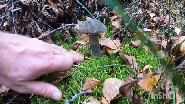 Тёплый денёк /бегом в лес / слой грибов/подберезовики / от души/ провели время!